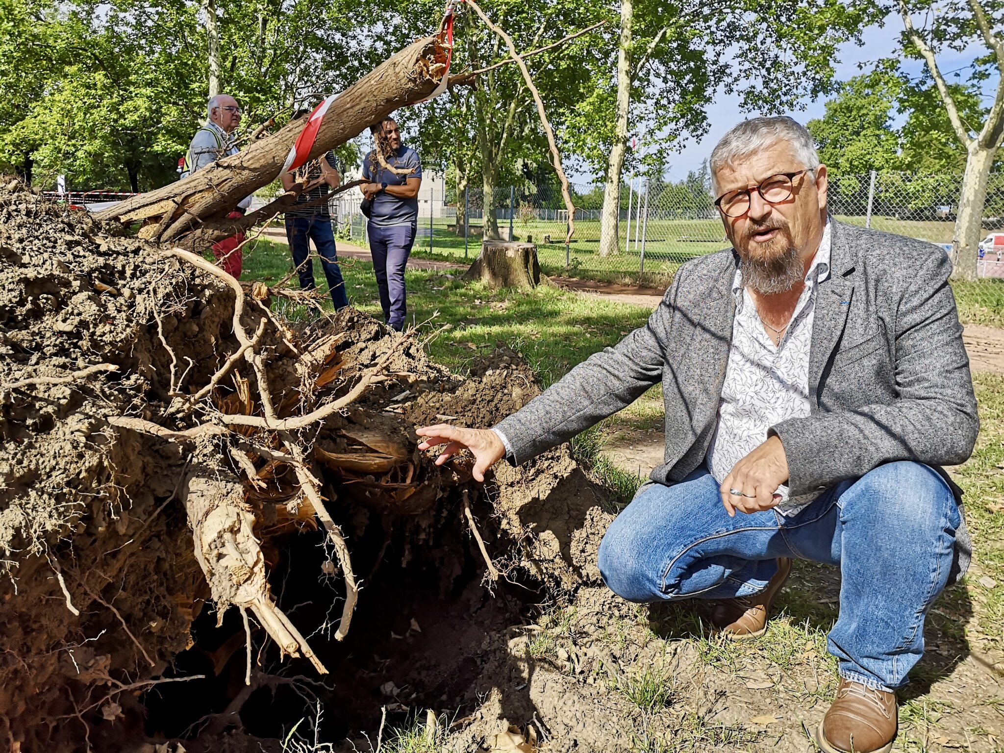 Pierre Athanaze, vice-président de la Métropole, montre ici des racines de tilleul dégradées par l’activité du champignon.
