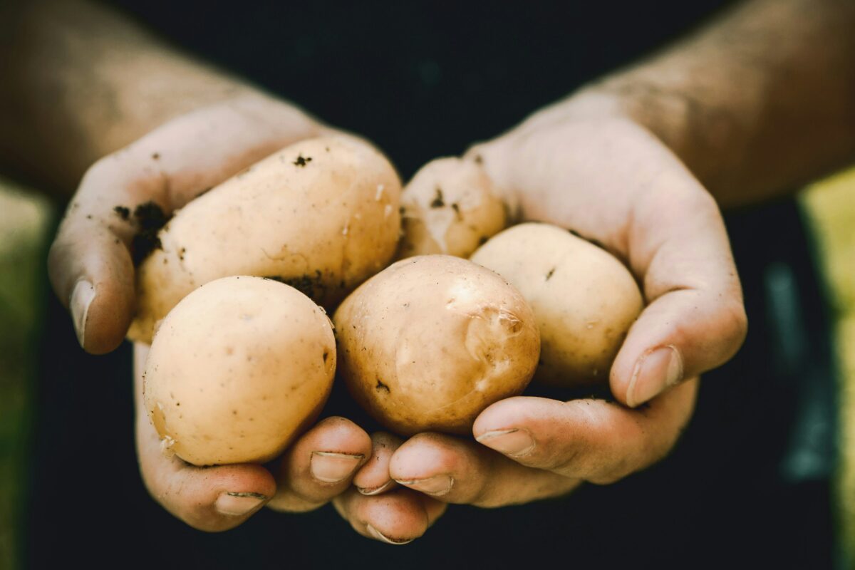 Pomme de terre locale